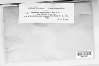 Polyporus sulphureus image